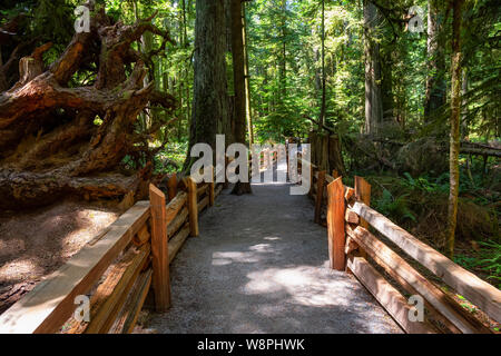 Bella vista su un sentiero nella foresta di pioggia durante una vibrante soleggiata giornata estiva. Preso in MacMillan Parco Provinciale, Isola di Vancouver, British Columbia Foto Stock