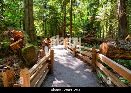 Bella vista su un sentiero nella foresta di pioggia durante una vibrante soleggiata giornata estiva. Preso in MacMillan Parco Provinciale, Isola di Vancouver, British Columbia Foto Stock