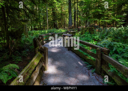 Bella vista su un sentiero nella foresta di pioggia durante una vibrante soleggiata giornata estiva. Preso in MacMillan Parco Provinciale, Isola di Vancouver, British Columbia Foto Stock