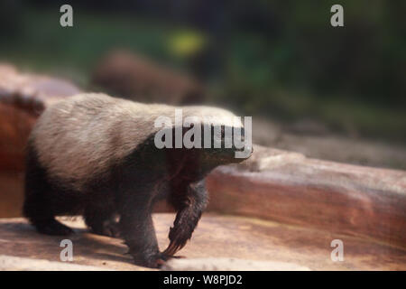 Honey badger Mellivora capensis è noto per essere resistente e tenace. Foto Stock