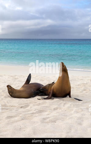 Le Galapagos i leoni di mare presi sulla spiaggia Foto Stock