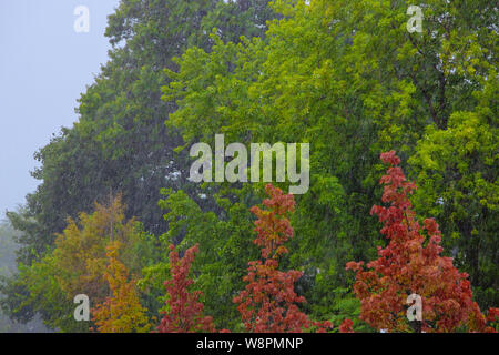 Pesante pioggia battente su alberi verdi acquazzone acquazzone autunno Meteo delle gocce di pioggia Foto Stock