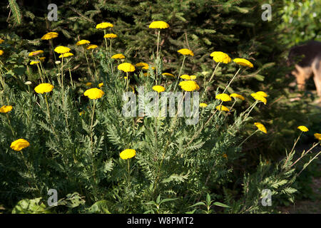 Tansy - Tanacetum vulgare pianta Foto Stock