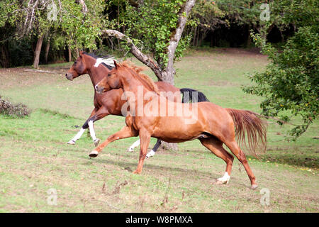 Cavalli galoppo libero nel prato Foto Stock