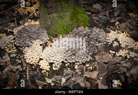 Uno sguardo alla vita in Nuova Zelanda. Foraging per meravigliosi funghi invernali: Fata Ink-caps (Coprinellus disseminatus). Secondo quanto riferito commestibile. Foto Stock
