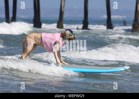 Imperial Beach, California, Stati Uniti d'America. 10 Agosto, 2019. Derby equitazione in riva. Credito: Ben Nichols/Alamy Live News Foto Stock