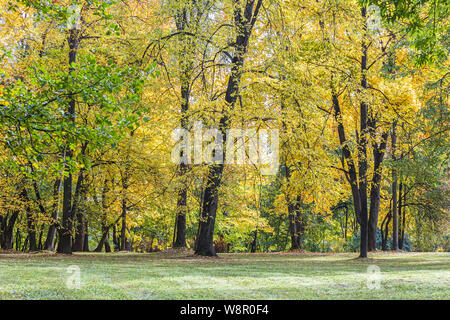 Bellissimo paesaggio del parco con alberi di alto fusto. dorato brillante fogliame degli alberi nella soleggiata giornata autunnale Foto Stock