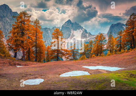 Spectacular alpine autumn landscape with orange larch forest and high snowy mountains, near Kranjska Gora, Julian Alps, Slovenia, Europe Foto Stock