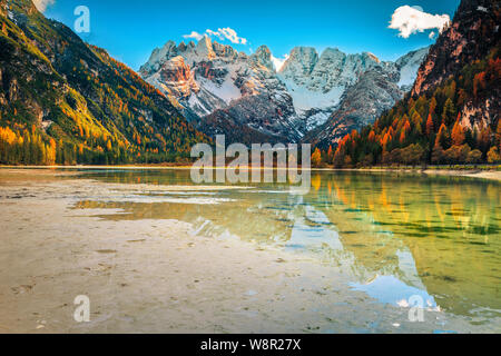 Mozzafiato paesaggio autunnale, ghiacciaio alpino lago giallo e larici, Landro (Durrensee) lago con cristallo innevate montagne del gruppo in background, Dolo Foto Stock