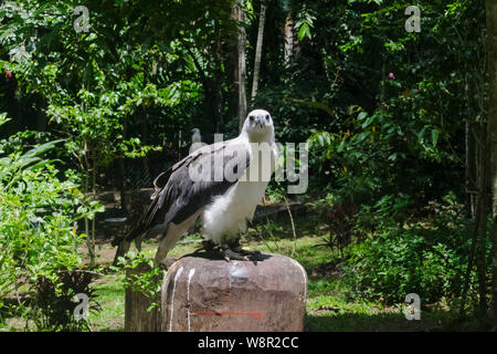 Philippine Eagel in piedi su un log con una foglia verde, sfondo Foto Stock