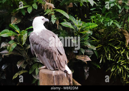 Aquila nazionale delle Filippine si trovano a Mindanao nelle Filippine Foto Stock