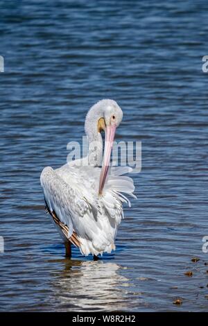 Americano bianco pelican preening stesso mentre in piedi in acqua Foto Stock