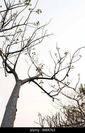 I rami degli alberi senza foglie su sfondo chiaro. Silhouette di ramoscelli e foglie sugli alberi. Foto Stock