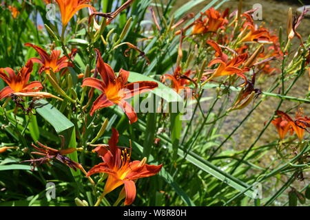 Bel colore arancione daylily hemerocallis fulva fiori che crescono al ruscello di montagna in una soleggiata giornata estiva. Foto Stock