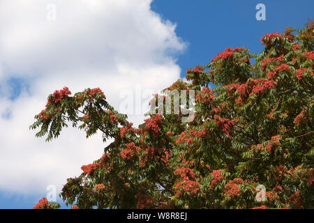 Albero del cielo, ailanthus, legno laccato o in Cinese come chouchun Foto Stock