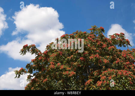 Albero del cielo, ailanthus, legno laccato o in Cinese come chouchun Foto Stock