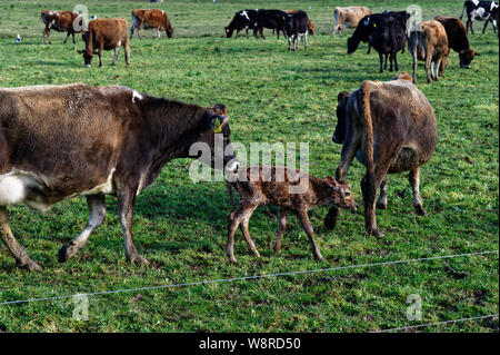 Un nuovo nato il polpaccio è seguita dalla sua attenta mamma Foto Stock