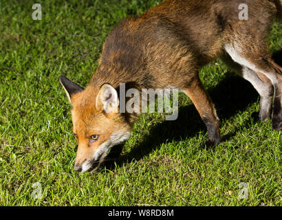 In prossimità di un ambiente urbano europeo di Red Fox (Vulpes vulpes vulpes) di notte su erba in Inghilterra. Foto Stock