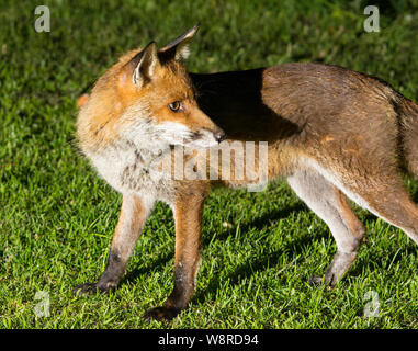 In prossimità di un ambiente urbano europeo di Red Fox (Vulpes vulpes vulpes) di notte su erba in Inghilterra. Foto Stock