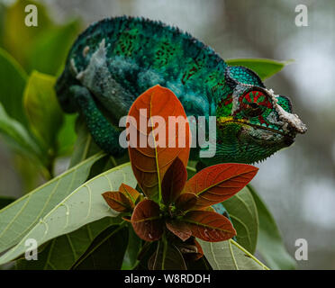 Maschio colorati panther chameleon (Furcifer pardalis) seduto su un ramo, visto in Madagascar Foto Stock