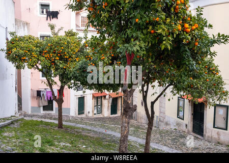 Lisbona, Portogallo - 23 Febbraio 2019: alberi di arancio ad Alfama Foto Stock