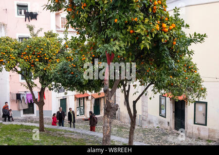 Lisbona, Portogallo - 23 Febbraio 2019: alberi di arancio ad Alfama Foto Stock