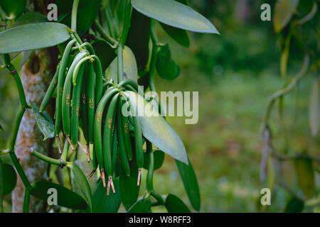 Vista dettagliata del baccello di vaniglia baccello su Plantation. La Digue Island, agricoltura in clima tropicale Foto Stock