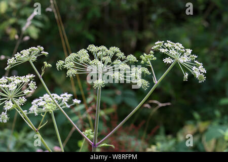 White fioritura delle piante, cumino o finocchio meridiano Foto Stock