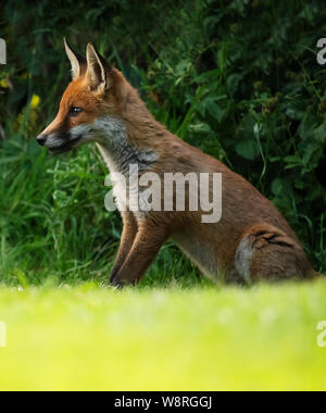 Un rosso selvatico volpe (Vulpes vulpes) seduto in prima serata, Warwickshire Foto Stock