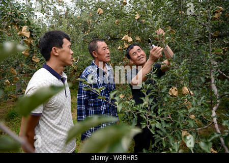 (190811) -- Pechino, 11 Agosto, 2019 (Xinhua) -- Zhang Il Yangang (1R), segretario di partito del villaggio Xinhu, controlli la coltivazione di mele con gli abitanti di un villaggio nella contea di Yichuan, Cina nord-occidentale della provincia di Shaanxi, 3 Agosto, 2019. (Xinhua/Liu Xiao) Foto Stock