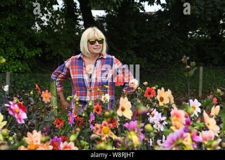 Penzance, Cornwall, Regno Unito. 11 agosto 2019. Regno Unito Meteo. Il dalie alla nazionale di raccolta dahlia vicino a Penzance erano in piena fioritura al sole questo pranzo. Simon credito Maycock / Alamy Live News. Foto Stock