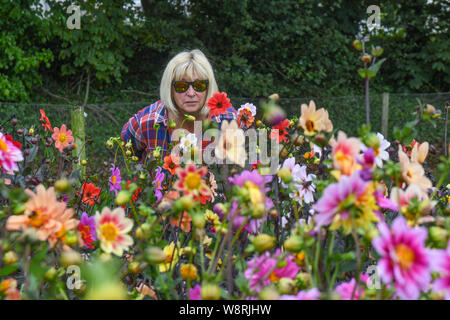 Penzance, Cornwall, Regno Unito. 11 agosto 2019. Regno Unito Meteo. Il dalie alla nazionale di raccolta dahlia vicino a Penzance erano in piena fioritura al sole questo pranzo. Simon credito Maycock / Alamy Live News. Foto Stock