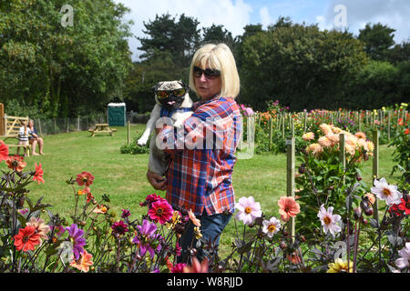 Penzance, Cornwall, Regno Unito. 11 agosto 2019. Regno Unito Meteo. Il dalie alla nazionale di raccolta dahlia vicino a Penzance erano in piena fioritura al sole questo pranzo. Simon credito Maycock / Alamy Live News. Foto Stock