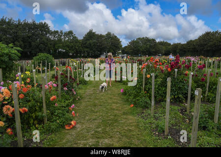 Penzance, Cornwall, Regno Unito. 11 agosto 2019. Regno Unito Meteo. Il dalie alla nazionale di raccolta dahlia vicino a Penzance erano in piena fioritura al sole questo pranzo. Simon credito Maycock / Alamy Live News. Foto Stock