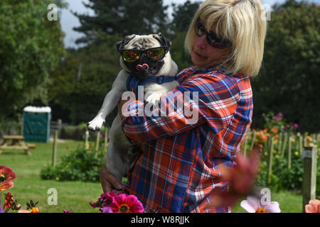 Penzance, Cornwall, Regno Unito. 11 agosto 2019. Regno Unito Meteo. Il dalie alla nazionale di raccolta dahlia vicino a Penzance erano in piena fioritura al sole questo pranzo. Simon credito Maycock / Alamy Live News. Foto Stock