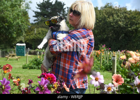 Penzance, Cornwall, Regno Unito. 11 agosto 2019. Regno Unito Meteo. Il dalie alla nazionale di raccolta dahlia vicino a Penzance erano in piena fioritura al sole questo pranzo. Simon credito Maycock / Alamy Live News. Foto Stock