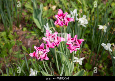 Rosa rosso viola i tulipani Giglio fiore in fiore nel giardino, piscina foto orizzontale, bellissimi tulipani insolita le teste dei fiori con foglie Foto Stock