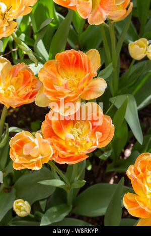 Rosso a due tulipani di colore rosso giallo. Terry tulip capi di close-up foto verticale giardino varietale petali di fiori e foglie Foto Stock