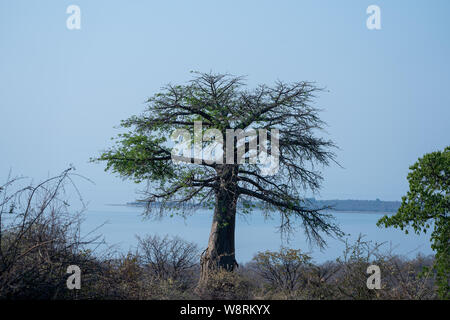 (Baobab Adansonia digitata) tree. Fotografato nel lago Kariba, Zimbabwe. Foto Stock