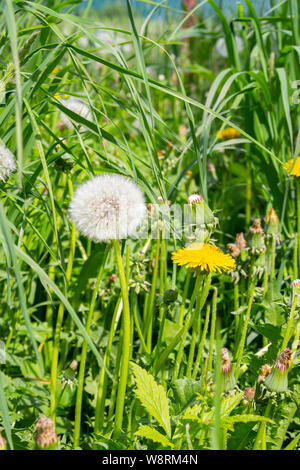 Diverse fasi della fioritura e la maturazione di tarassaco semi in una cornice fotografica. Fiore giallo, bianco semi di aria e mature tarassaco bud in natura amon Foto Stock
