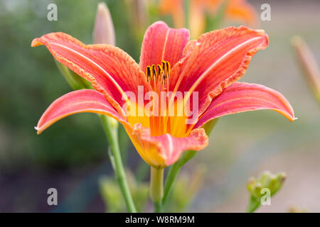 Giardino daylily fiorisce con fiori d'arancio, primo piano. Fioritura daylily tutta di fiori Foto Stock