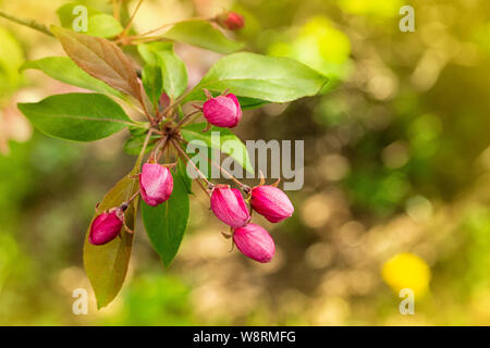 Delicato rosa boccioli di granchio di meli in primavera. Blooming melo, chiuso bud sul fogliame. Sfondo della scheda Messaggi di saluto Foto Stock