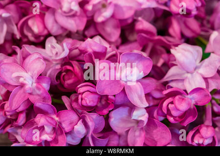 Syringa rosa lilla fiori di lilla. Close-up sfondo cartolina. Piccoli fiori lilla a schermo intero Foto Stock