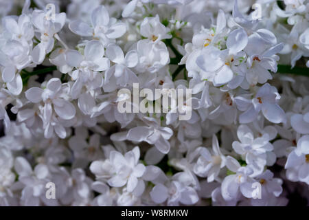 Fiori Bianco Syringa sfondo lilla close-up texture di sfondo. Lilla bianco molti fiori infiorescenze petali. Syringa bianco a schermo intero Foto Stock