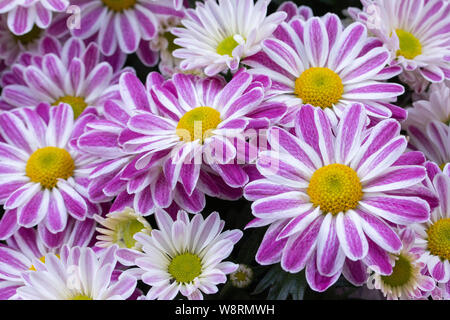 Viola-bianco crisantemi. Infiorescenza viola lilla bianco con un centro di colore giallo. Margherite crisantemi, perenne fiori da giardino, un grande b Foto Stock