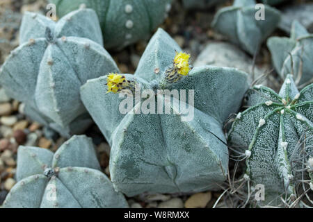 Astrophytum myriostigma jaumavense Cactaceae fiori gialli di tropicale a casa coltivati cactus. Blooming cactus succulenta astrophytum gemme di colore giallo e flo Foto Stock