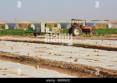 Agricoltura in Arava, Israele Foto Stock