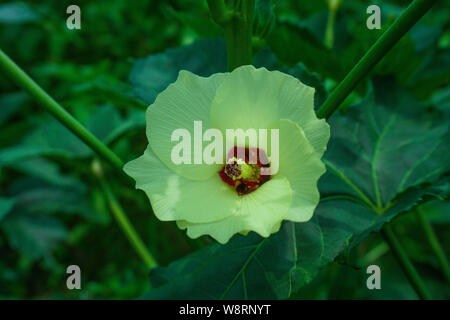 L'okra, Abelmoschus esculentus, noto in molti paesi di lingua inglese come ladies' dita o ochro, è una pianta flowering nella famiglia di malva. Foto Stock
