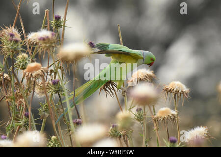 Rose di inanellare parrocchetto feed su thorn Foto Stock