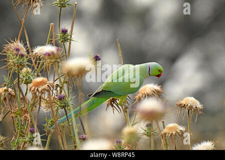 Rose di inanellare parrocchetto feed su thorn Foto Stock